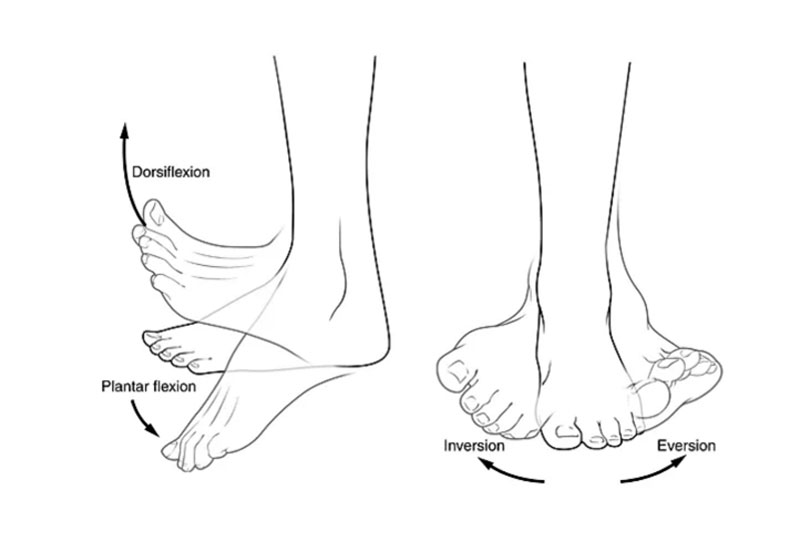 Figure 2: Dorsification, Plantar flexion, Inversion, Eversion